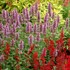 Agastache ‘Kudos Silver Blue’