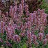 Agastache ‘Kudos Silver Blue’