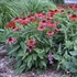 Echinacea LAKOTA™ Fire LAKOTA™ Series