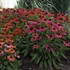 Echinacea LAKOTA™ Fire LAKOTA™ Series