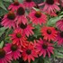 Echinacea LAKOTA™ Fire LAKOTA™ Series