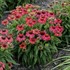 Echinacea LAKOTA™ Fire LAKOTA™ Series
