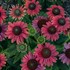 Echinacea LAKOTA™ Fire LAKOTA™ Series