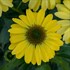 Echinacea 'Canary Feathers' PPAF EYE-CATCHER™ Collection