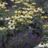 Echinacea 'Canary Feathers' PPAF EYE-CATCHER™ Collection