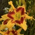 Hemerocallis 'Tiger Swirl' RAINBOW RHYTHM® Collection