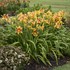 Hemerocallis 'Tiger Swirl' RAINBOW RHYTHM® Collection