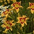 Hemerocallis 'Tiger Swirl' RAINBOW RHYTHM® Collection