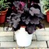 Heuchera NORTHERN EXPOSURE™ Black
