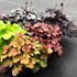 Heuchera NORTHERN EXPOSURE™ Black