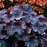 Heuchera NORTHERN EXPOSURE™ Black