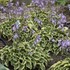 Hosta 'Wrinkle in Time' PP29456
