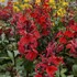 'Starship Scarlet' STARSHIP™ Series Lobelia
