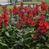 'Starship Scarlet' STARSHIP™ Series Lobelia