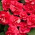 Rockapulco® Red Double Impatiens