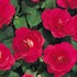 Rockapulco® Red Double Impatiens