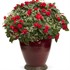 Rockapulco® Red Double Impatiens