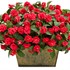 Rockapulco® Red Double Impatiens