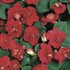 Rockapulco® Red Double Impatiens