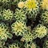Sedum t. ATLANTIS