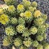 Sedum t. ATLANTIS