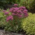 Sedum 'Carl'