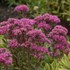 Sedum 'Carl'