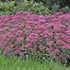 Sedum 'Carl'