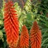 Red Hot Poker Alcazar