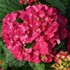 WEE BIT GRUMPY™  Bigleaf Hydrangea