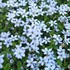 'Blue Star Creeper' Isotoma