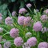 'Summer Beauty' Allium