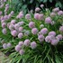 'Summer Beauty' Allium
