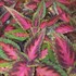 'Mainstreet Ruby Road' Coleus