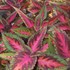 'Mainstreet Ruby Road' Coleus