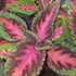 'Mainstreet Ruby Road' Coleus