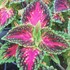Coleus 'Mainstreet La Ramba
