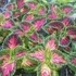 Coleus 'Mainstreet La Ramba