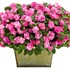 Rockapulco Rose Double Impatiens