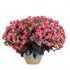 Rockapulco Rose Double Impatiens