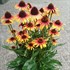 'Fine Feathered Parrot' Coneflower