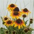 'Fine Feathered Parrot' Coneflower