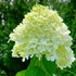 Hydrangea 'Limelight'