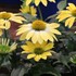 'Summer Solstice' Coneflower