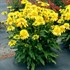 'SUNNY DAYS Lemon' Coneflower