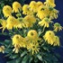 'SUNNY DAYS Lemon' Coneflower