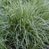 'Ice Dance' Carex Variegated Sedge