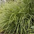 'Ice Dance' Carex Variegated Sedge
