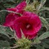 'Summer Carnival' Rose Mallow