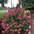 Fire Light  Hydrangea